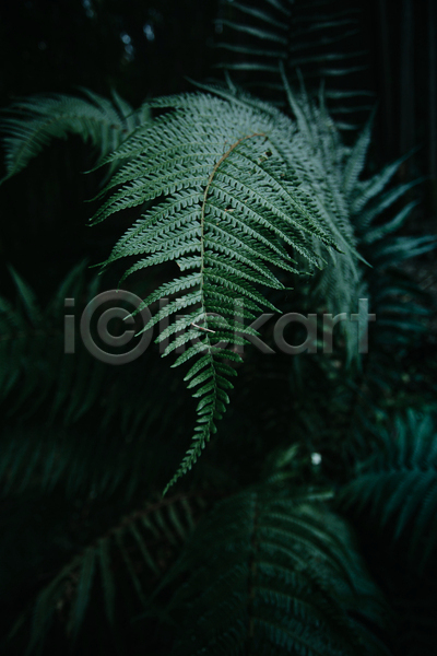 사람없음 JPG 포토 해외이미지 백그라운드 양치식물 어둠 잎 자연 초록색 풀(식물)