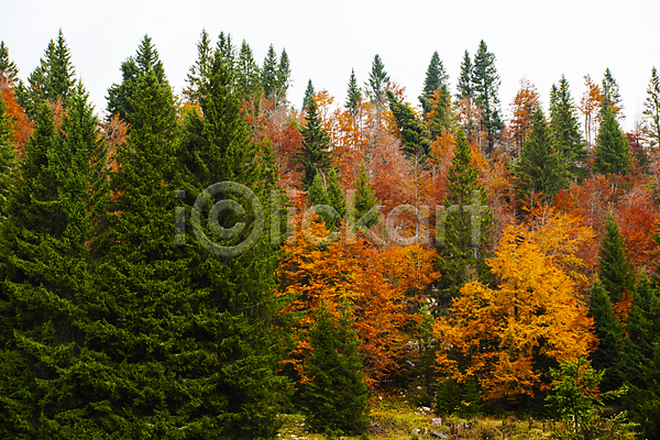 사람없음 JPG 포토 해외이미지 가을(계절) 가을풍경 공원 단풍 단풍나무 야외 이탈리아 자연 주간 침엽수 풍경(경치)