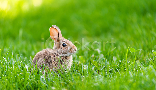 사람없음 JPG 아웃포커스 포토 해외이미지 야외 응시 잔디 주간 토끼 한마리