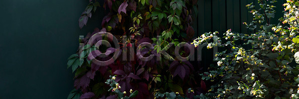 신선 평화 사람없음 JPG 포토 해외이미지 10월 가을 건축양식 계절 공원 꽃 나무 내추럴 농업 디자인 목재 밭 백그라운드 벽 봄 빨간색 숲 식물 야외 여름 여행 오브젝트 울타리 잎 자연 잔디 정원 지역 질감 초록색 컬러풀 풍경 합성 해외포토 햇빛 흰색