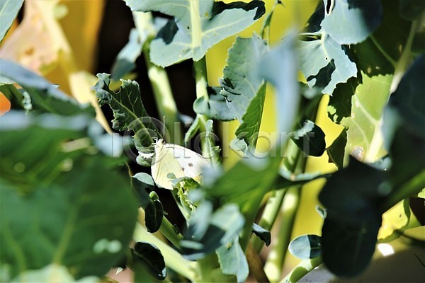 사람없음 JPG 포토 해외이미지 곤충 나비 내추럴 동물 동물상 식물 야외 잎 자연 정원 초록색 흰색