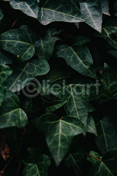 사람없음 JPG 포토 해외이미지 덩굴 백그라운드 잎 자연 초록색 풀(식물)