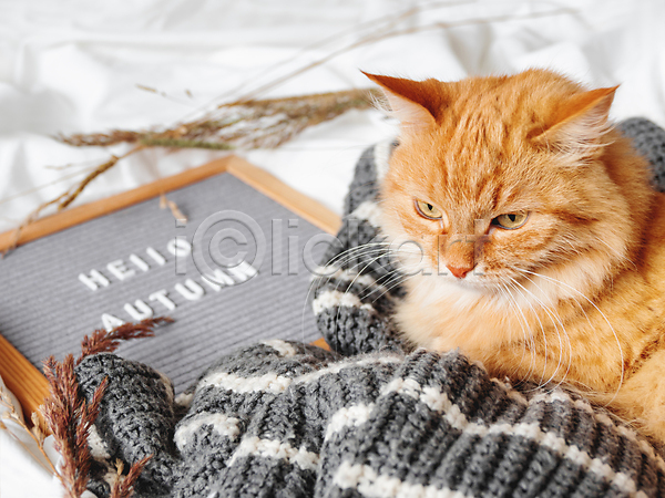사람없음 JPG 포토 해외이미지 가을(계절) 고양이 눕기 니트 반려동물 반려묘 실내 액자 액자틀 영어 장식 한마리