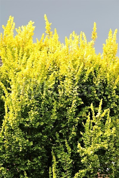 사람없음 JPG 포토 해외이미지 가을(계절) 계절 나무 나뭇가지 노란색 떠남 빛 식물 야외 여름(계절) 잎 자연 초록색 컬러풀 파란색 하늘 황금 회색