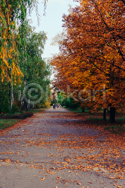 사람없음 JPG 포토 해외이미지 가을(계절) 낙엽 단풍나무 백그라운드 산책로 야외 풍경(경치)