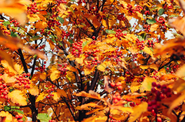 사람없음 JPG 포토 해외이미지 가을(계절) 단풍나무 백그라운드 열매 주황색