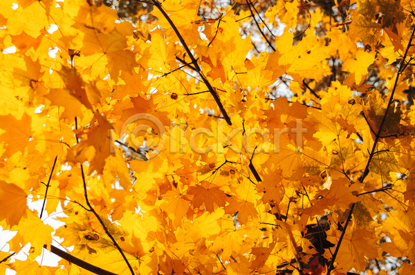 사람없음 JPG 포토 해외이미지 가을(계절) 노란색 단풍나무 백그라운드 풍경(경치)