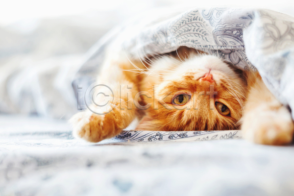 사람없음 JPG 아웃포커스 포토 해외이미지 고양이 반려동물 반려묘 실내 안락 이불 침대 한마리 햇빛