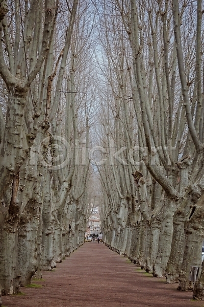 사람없음 JPG 포토 해외이미지 가을(계절) 거리 겨울 길 나무 도로 도시 도시풍경 숲 스페인 시골 야외 자연 초록색 타운 풍경(경치) 회색