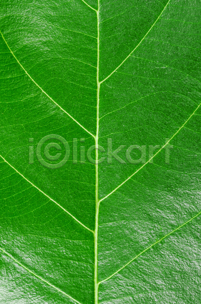 사람없음 JPG 포토 해외이미지 백그라운드 잎맥 줄기 질감 초록색 카피스페이스
