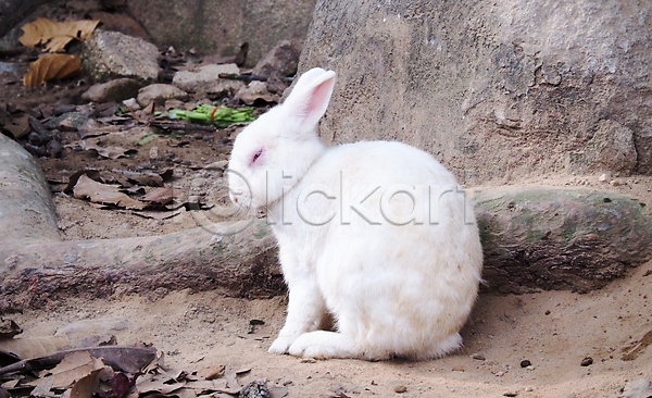 사람없음 JPG 포토 해외이미지 낙엽 눈감음 돌 바위 알비노 야외 주간 토끼 한마리 흙 흰토끼