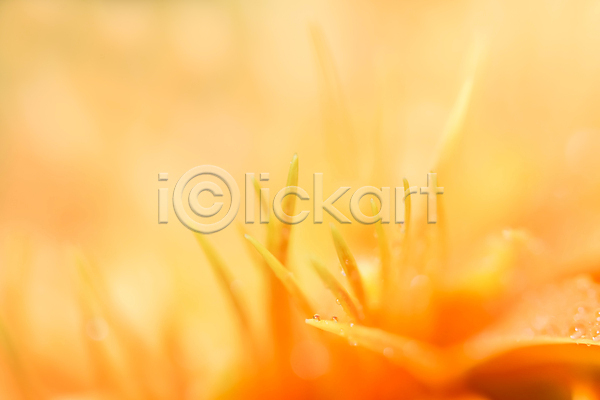 떨어짐 사람없음 JPG 포토 해외이미지 꽃 노란색 물 물방울 오렌지 자연 흰색