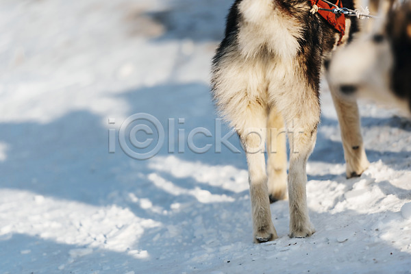 사람없음 JPG 포토 개썰매 겨울 그림자 눈(날씨) 몽골 설원 쇠사슬 시베리안허스키 썰매개 야외 주간