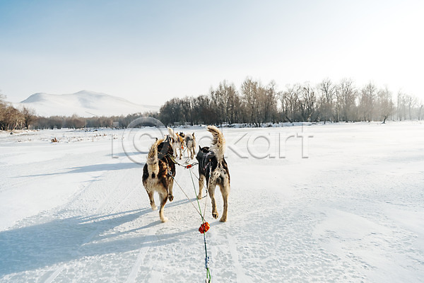 역동적 사람없음 JPG 포토 개썰매 겨울 겨울풍경 나무 눈(날씨) 달리기 몽골 설원 시베리안허스키 썰매 썰매개 야외 여러마리 주간 줄