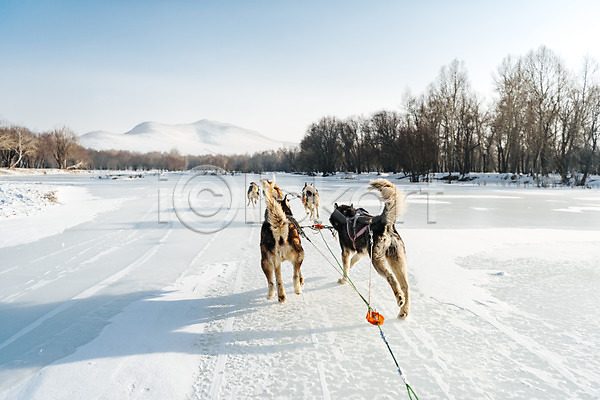 역동적 사람없음 JPG 포토 개썰매 겨울 나무 눈(날씨) 달리기 몽골 산 설원 시베리안허스키 썰매 썰매개 야외 여러마리 주간 줄