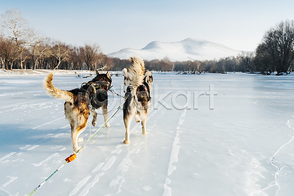 역동적 사람없음 JPG 포토 개썰매 겨울 겨울풍경 나무 눈(날씨) 달리기 몽골 산 설원 시베리안허스키 썰매 썰매개 야외 주간 줄