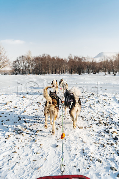 역동적 사람없음 JPG 포토 개썰매 겨울 나무 눈(날씨) 달리기 몽골 설원 시베리안허스키 썰매 썰매개 야외 여러마리 주간 줄