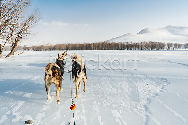 역동적 사람없음 JPG 포토 개썰매 겨울 나무 눈(날씨) 달리기 몽골 산 설원 시베리안허스키 썰매 썰매개 야외 주간 줄