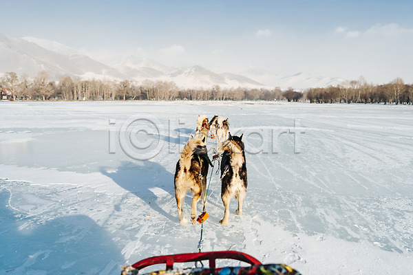역동적 사람없음 JPG 포토 개썰매 겨울 나무 눈(날씨) 달리기 몽골 산 설원 시베리안허스키 썰매 썰매개 야외 주간