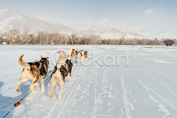 역동적 사람없음 JPG 포토 개썰매 겨울 나무 눈(날씨) 달리기 몽골 산 설원 시베리안허스키 썰매 썰매개 야외 여러마리 주간 줄