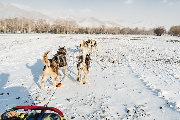 사람없음 JPG 포토 개썰매 겨울 겨울풍경 나무 눈(날씨) 달리기 몽골 산 설원 시베리안허스키 썰매 썰매개 야외 주간