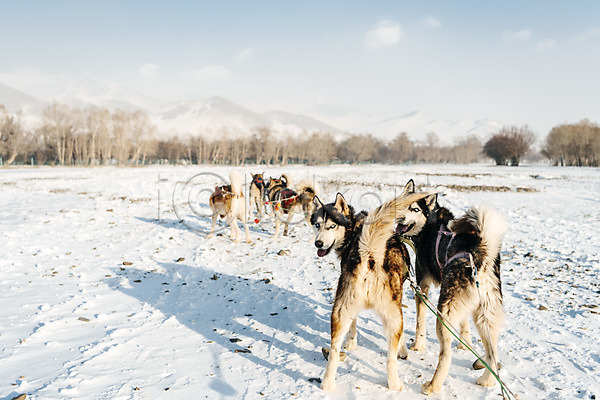 사람없음 JPG 포토 개썰매 겨울 나무 눈(날씨) 몽골 산 서기 설원 시베리안허스키 썰매개 야외 여러마리 응시 주간 줄