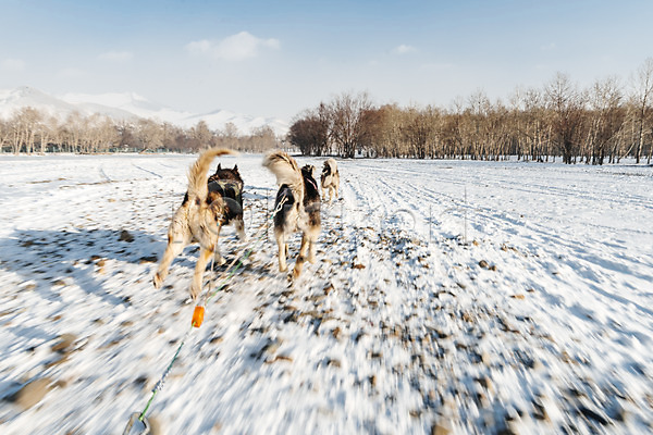 역동적 사람없음 JPG 포토 개썰매 겨울 나무 눈(날씨) 달리기 몽골 설원 숲 시베리안허스키 썰매개 야외 여러마리 주간 줄