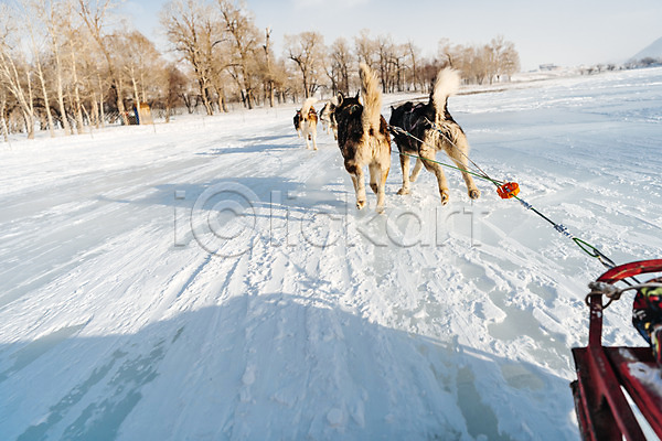 사람없음 JPG 포토 개썰매 겨울 나무 눈(날씨) 달리기 몽골 설원 숲 시베리안허스키 썰매 썰매개 야외 주간 줄