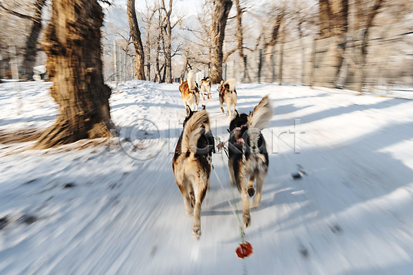 사람없음 JPG 포토 개썰매 겨울 나무 눈(날씨) 달리기 몽골 설원 숲 시베리안허스키 썰매 썰매개 야외 여러마리 주간