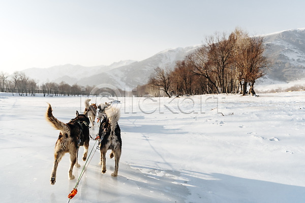 사람없음 JPG 포토 개썰매 겨울 나무 눈(날씨) 달리기 몽골 산 설원 시베리안허스키 썰매 썰매개 야외 여러마리 주간 줄
