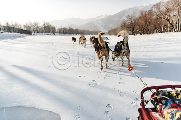사람없음 JPG 포토 개썰매 겨울 겨울풍경 나무 눈(날씨) 달리기 몽골 발자국 설원 시베리안허스키 썰매 썰매개 야외 여러마리 주간 줄