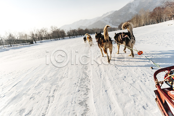 사람없음 JPG 포토 개썰매 겨울 겨울풍경 나무 눈(날씨) 달리기 몽골 산 설원 시베리안허스키 썰매 썰매개 야외 주간 줄