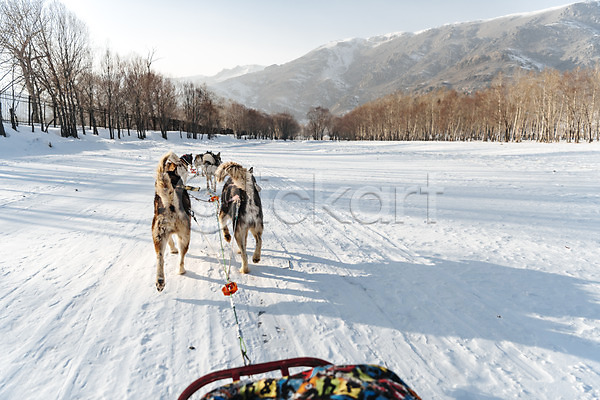 사람없음 JPG 포토 개썰매 겨울 겨울풍경 나무 눈(날씨) 달리기 몽골 산 설원 숲 시베리안허스키 썰매 썰매개 야외 주간