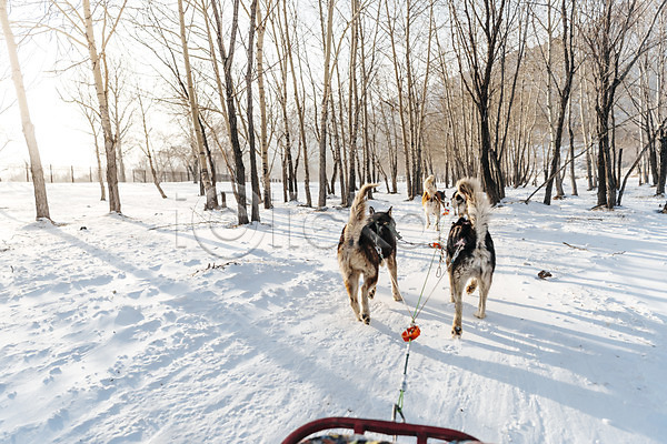 사람없음 JPG 포토 개썰매 겨울 나무 눈(날씨) 달리기 몽골 빛 설원 숲 시베리안허스키 썰매 썰매개 야외 주간 줄