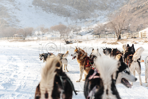 사람없음 JPG 포토 개썰매 겨울 나무 눈(날씨) 몽골 산 설원 시베리안허스키 썰매개 야외 여러마리 울타리 주간 줄