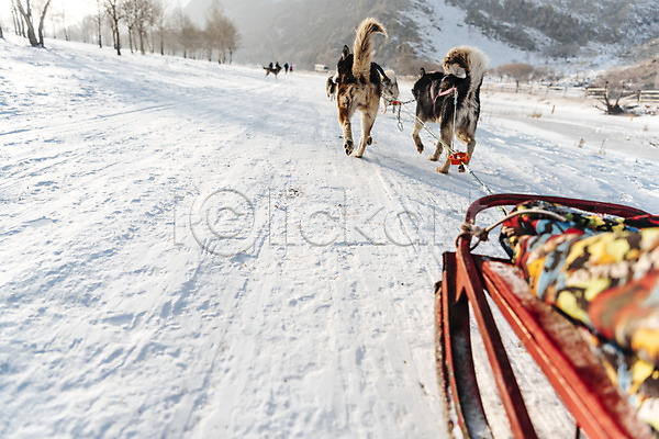사람없음 JPG 포토 개썰매 겨울 겨울풍경 나무 눈(날씨) 달리기 몽골 산 설원 시베리안허스키 썰매 썰매개 야외 여러마리 주간 줄
