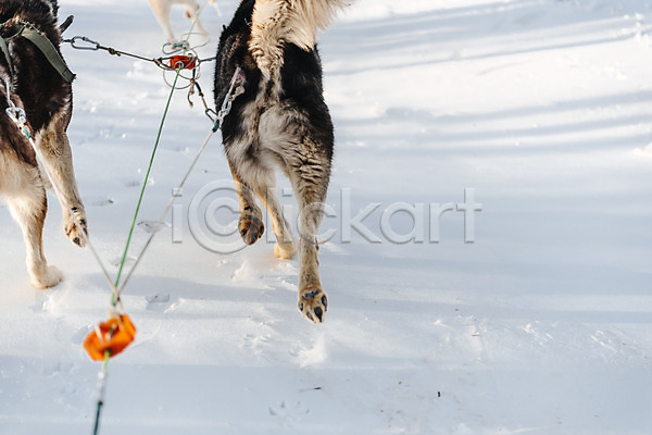 사람없음 JPG 포토 개썰매 겨울 눈(날씨) 달리기 몽골 발자국 설원 시베리안허스키 썰매개 야외 주간 줄