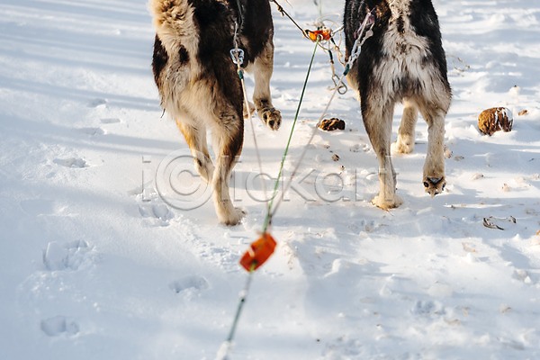 사람없음 JPG 포토 개썰매 겨울 기다림 눈(날씨) 달리기 두마리 몽골 발자국 설원 시베리안허스키 썰매개 야외 주간 줄