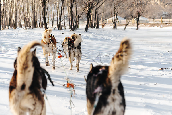 사람없음 JPG 포토 개썰매 겨울 나무 눈(날씨) 달리기 몽골 설원 시베리안허스키 썰매개 야외 여러마리 주간