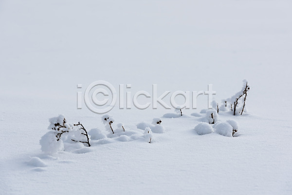 사람없음 JPG 포토 겨울 겨울풍경 나뭇가지 눈(날씨) 몽골 설경 설원 야외 자연 주간 풍경(경치) 해외풍경
