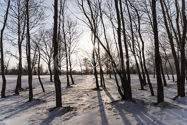 사람없음 JPG 포토 겨울 겨울풍경 나무 노을 눈(날씨) 몽골 설경 설원 야외 자연 주간 풍경(경치) 해외풍경 햇빛