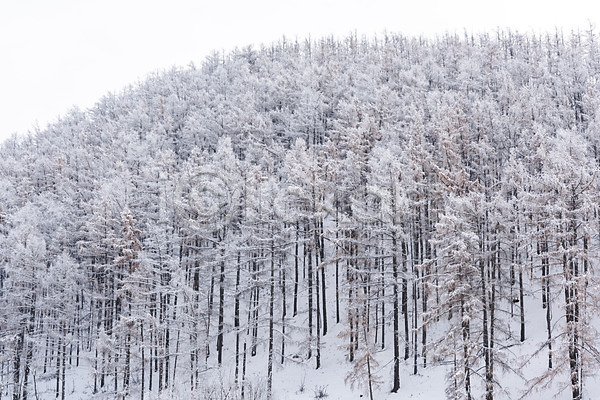 사람없음 JPG 포토 겨울 겨울풍경 나무 눈(날씨) 몽골 산 설경 설원 숲 야외 자연 주간 풍경(경치) 해외풍경
