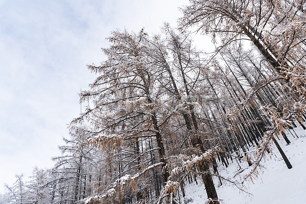 사람없음 JPG 로우앵글 포토 겨울 겨울풍경 나무 눈(날씨) 몽골 산 설경 설원 야외 자연 주간 풍경(경치) 하늘 해외풍경