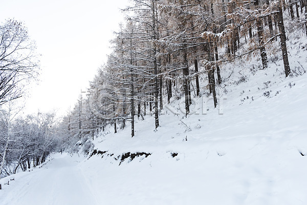 사람없음 JPG 포토 겨울 겨울풍경 나무 눈(날씨) 몽골 설경 설원 야외 자연 주간 풍경(경치) 하늘 해외풍경
