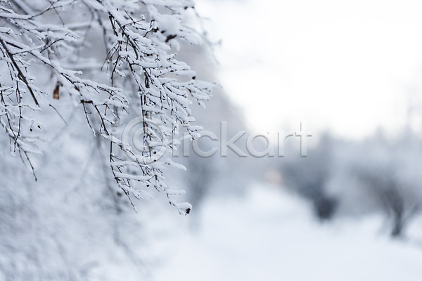 사람없음 JPG 근접촬영 아웃포커스 포토 겨울 겨울풍경 나뭇가지 눈(날씨) 몽골 설경 설원 야외 자연 주간 풍경(경치) 해외풍경