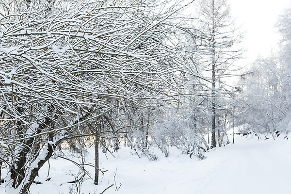사람없음 JPG 포토 겨울 겨울풍경 나무 눈(날씨) 몽골 설경 설원 야외 자연 주간 풍경(경치) 해외풍경