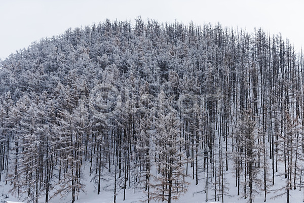 사람없음 JPG 포토 겨울 겨울풍경 나무 눈(날씨) 몽골 산 설경 설원 숲 야외 자연 주간 풍경(경치) 해외풍경