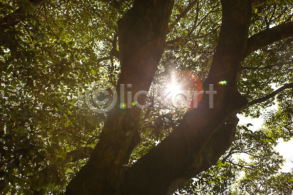 사람없음 JPG 로우앵글 포토 관광지 나무 나뭇잎 봄 봄여행 야외 자연 제주도 주간 풍경(경치) 햇빛