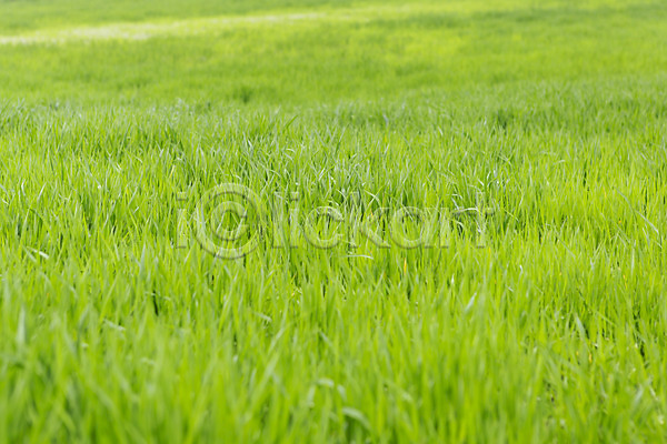 사람없음 JPG 포토 관광지 봄 봄여행 야외 자연 제주도 주간 청보리 청보리밭 초원(자연) 풍경(경치)