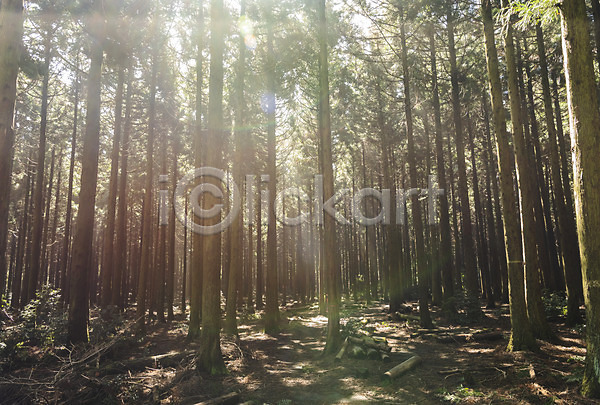 사람없음 JPG 포토 관광지 나무 봄 봄여행 사려니숲 숲 야외 자연 제주도 주간 풍경(경치) 햇빛